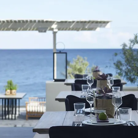 Bellonias 4*